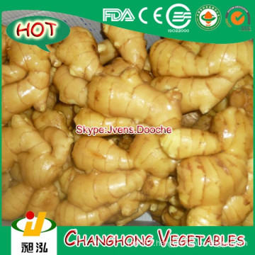 Hight Quality fresh Ginger best price